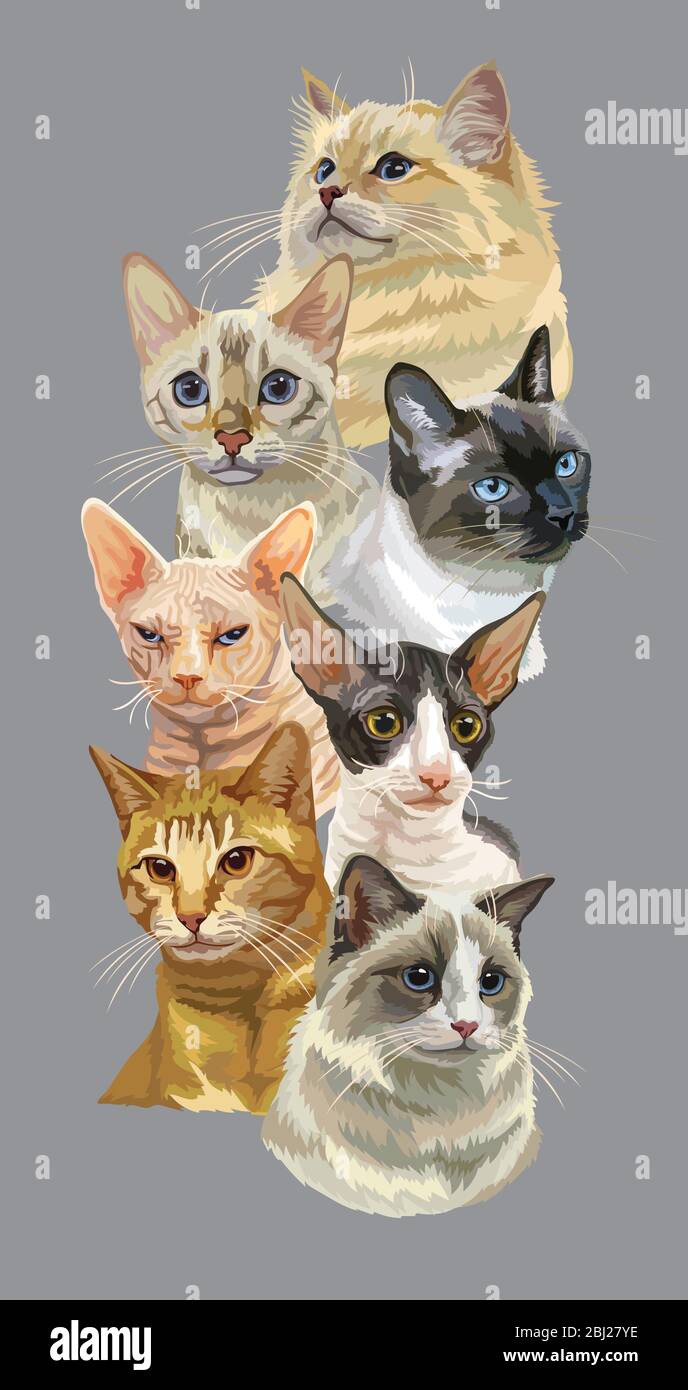 Vector vertical poster with different cats breeds portraits isolated on grey background. Cats vector vintage illustration in realistic style.Image for Stock Vector