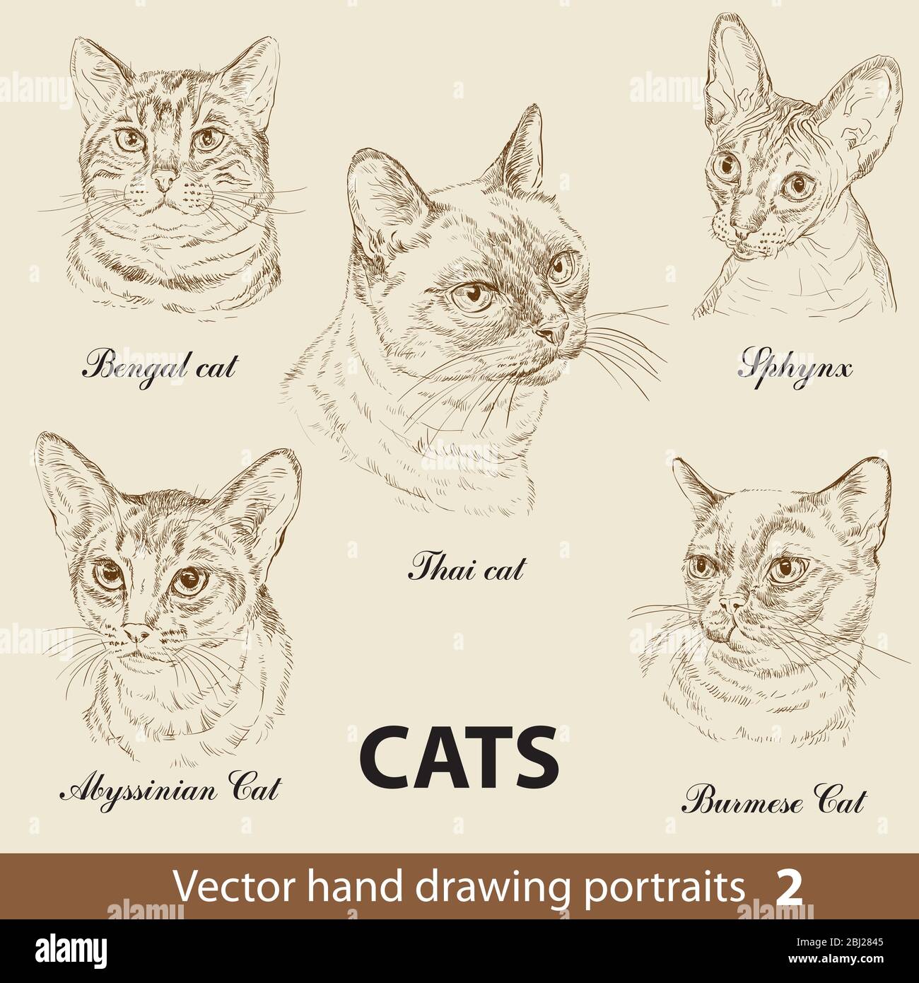 Hand drawing set of a purebred cats breeds. Cat heads isolated on beige background. Vector hand drawn realistic portraits. Animal collection. Good for Stock Vector
