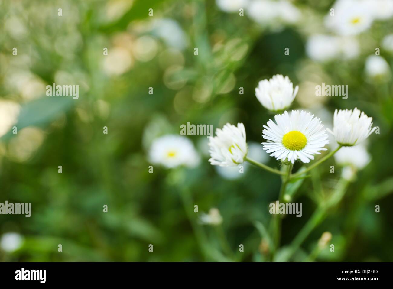 Fresh chamomile flowers over green grass background Stock Photo - Alamy