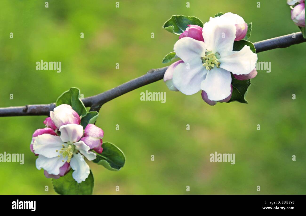 close-up of white apple blossoms and pink apple buds on a branch in front of green background Stock Photo