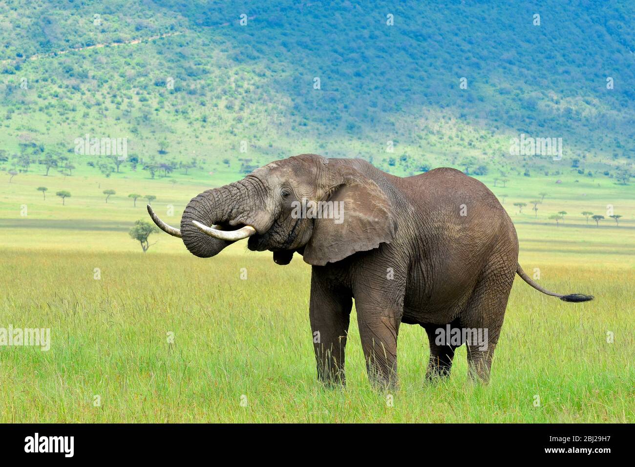 African elephants in Mara Triangle with Sirian escarpment in background, Kenya Stock Photo