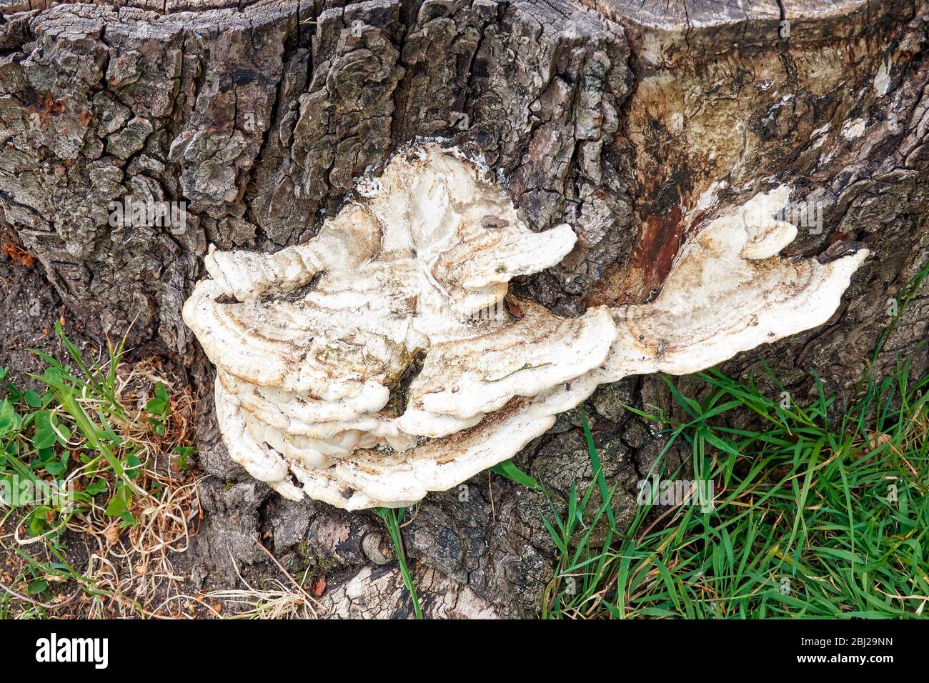 Bracket fungus on felled tree stump Stock Photo
