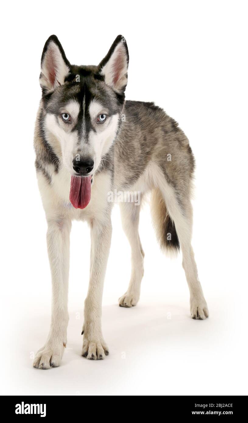 Beautiful Huskies Dog Isolated On White Stock Photo Alamy