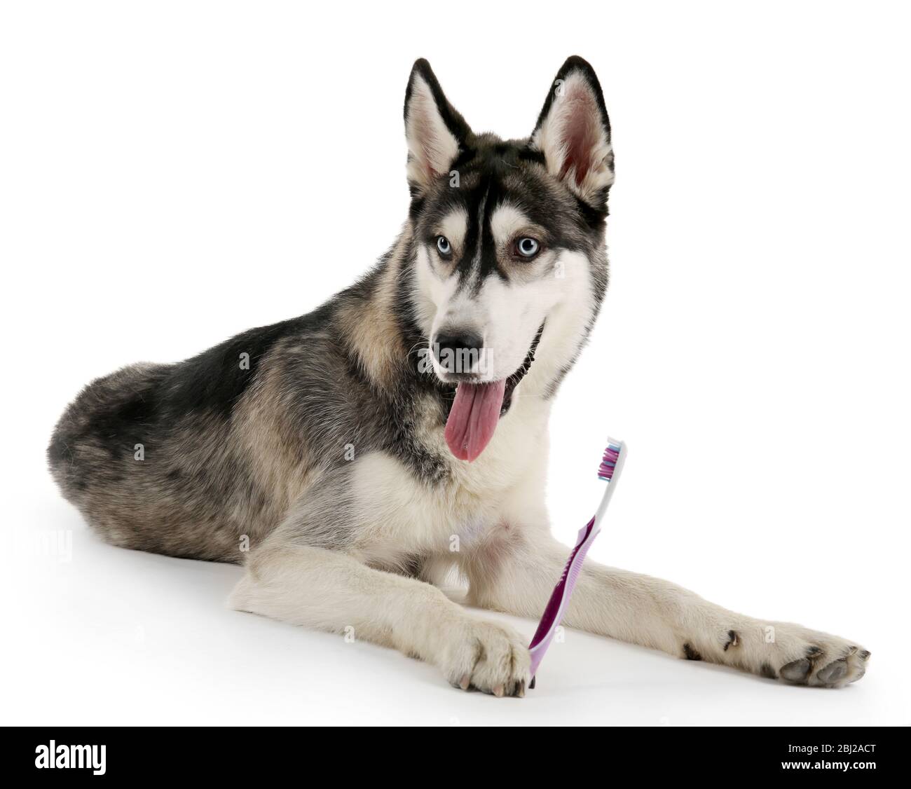 Beautiful huskies dog with toothbrush isolated on white Stock Photo Alamy