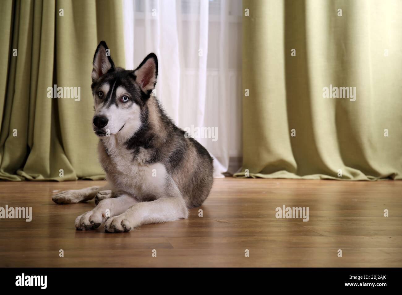 Beautiful huskies dog on floor in room Stock Photo - Alamy