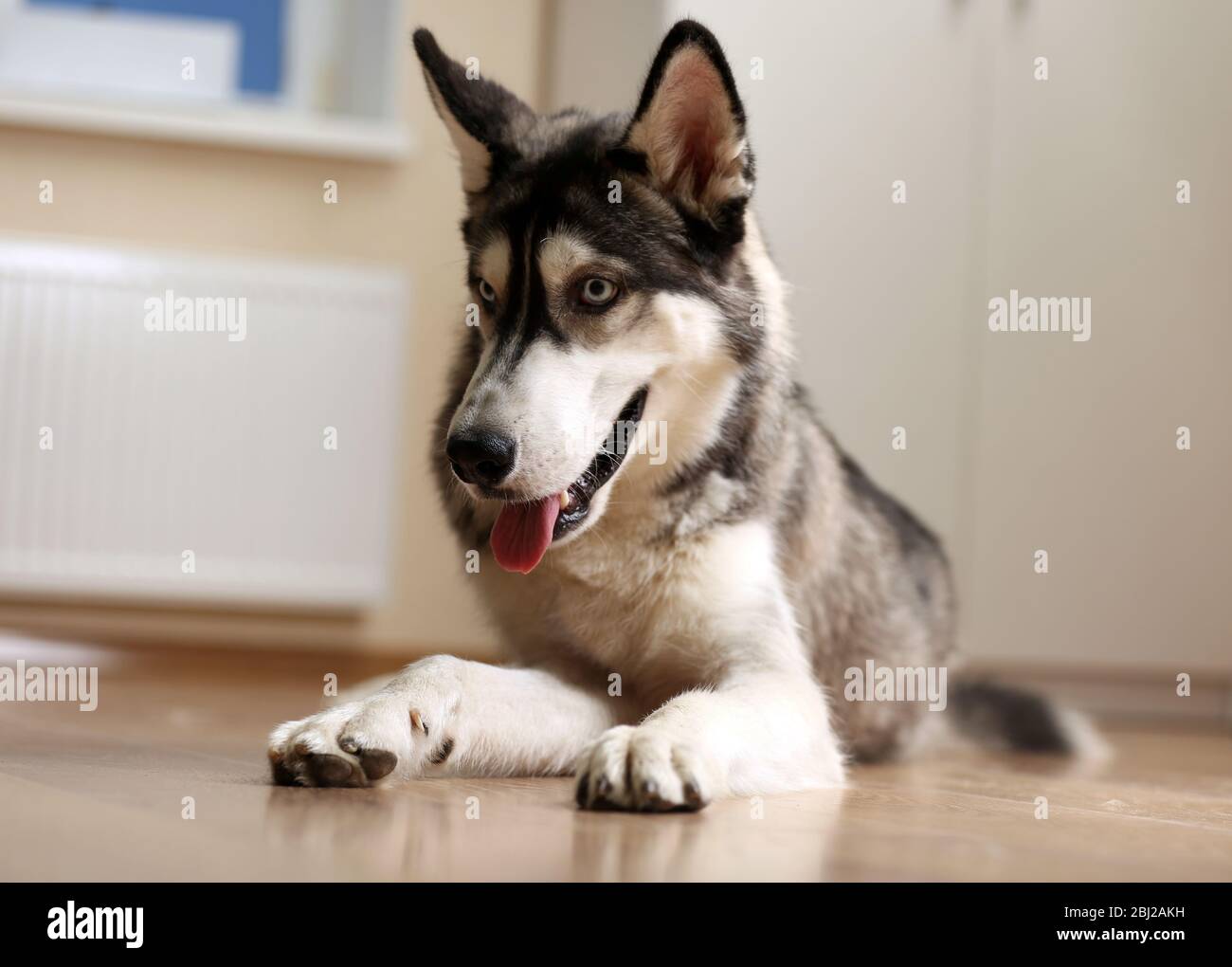 Beautiful huskies dog on floor in room Stock Photo - Alamy