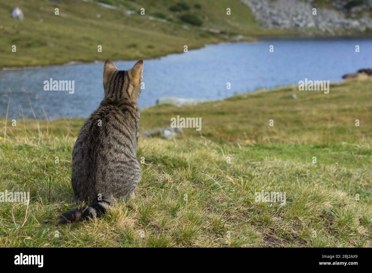 Cute young cat sitting and looking to mountain lake in the Austrian Alps Stock Photo
