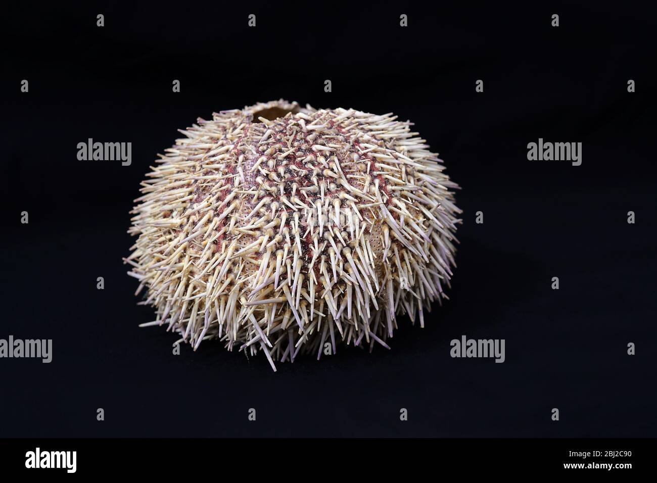 A sea urchin shell isolated against a black background Stock Photo - Alamy