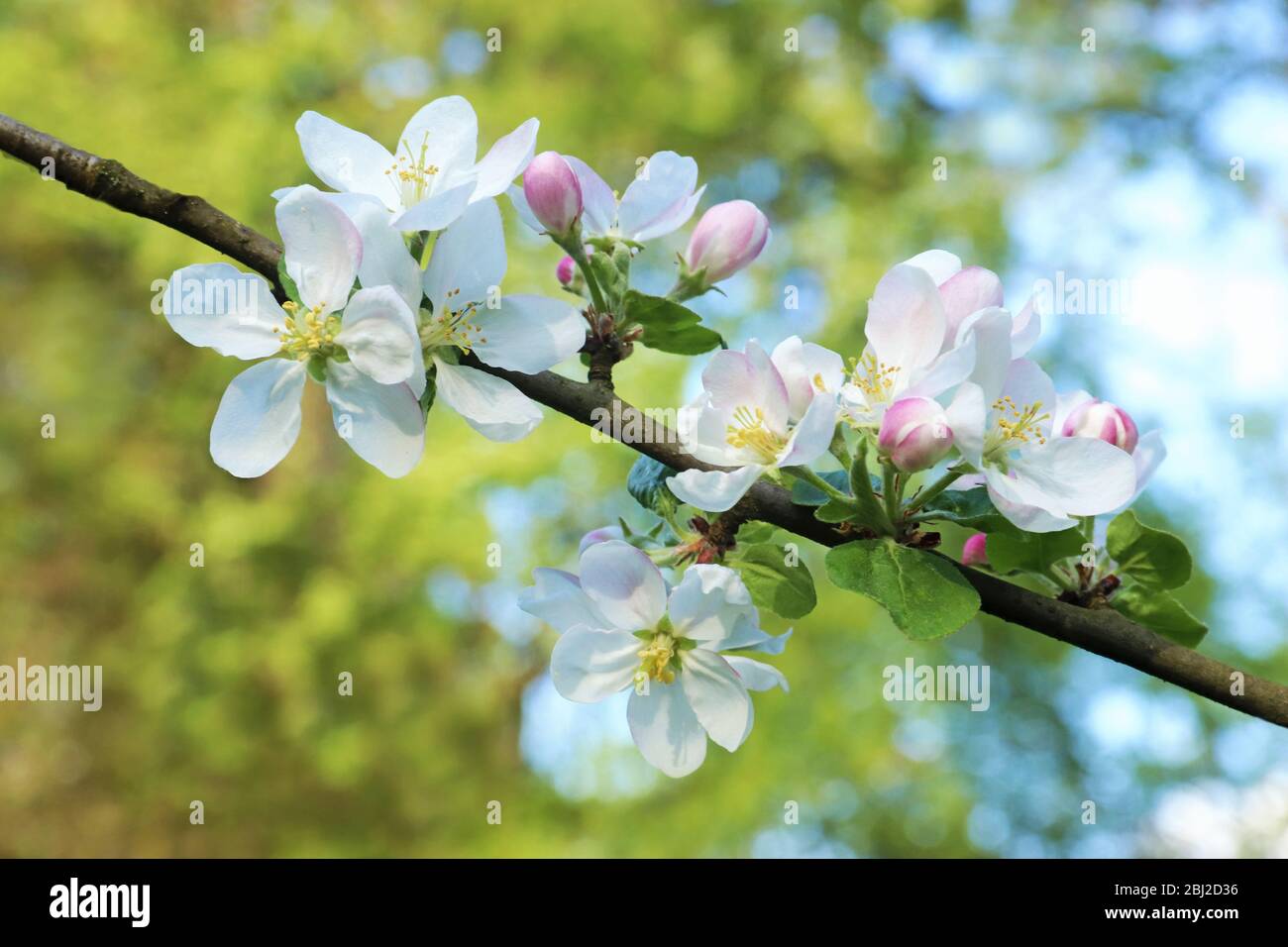 close-up of a branch with white apple blossoms and pink buds on a sunny day Stock Photo