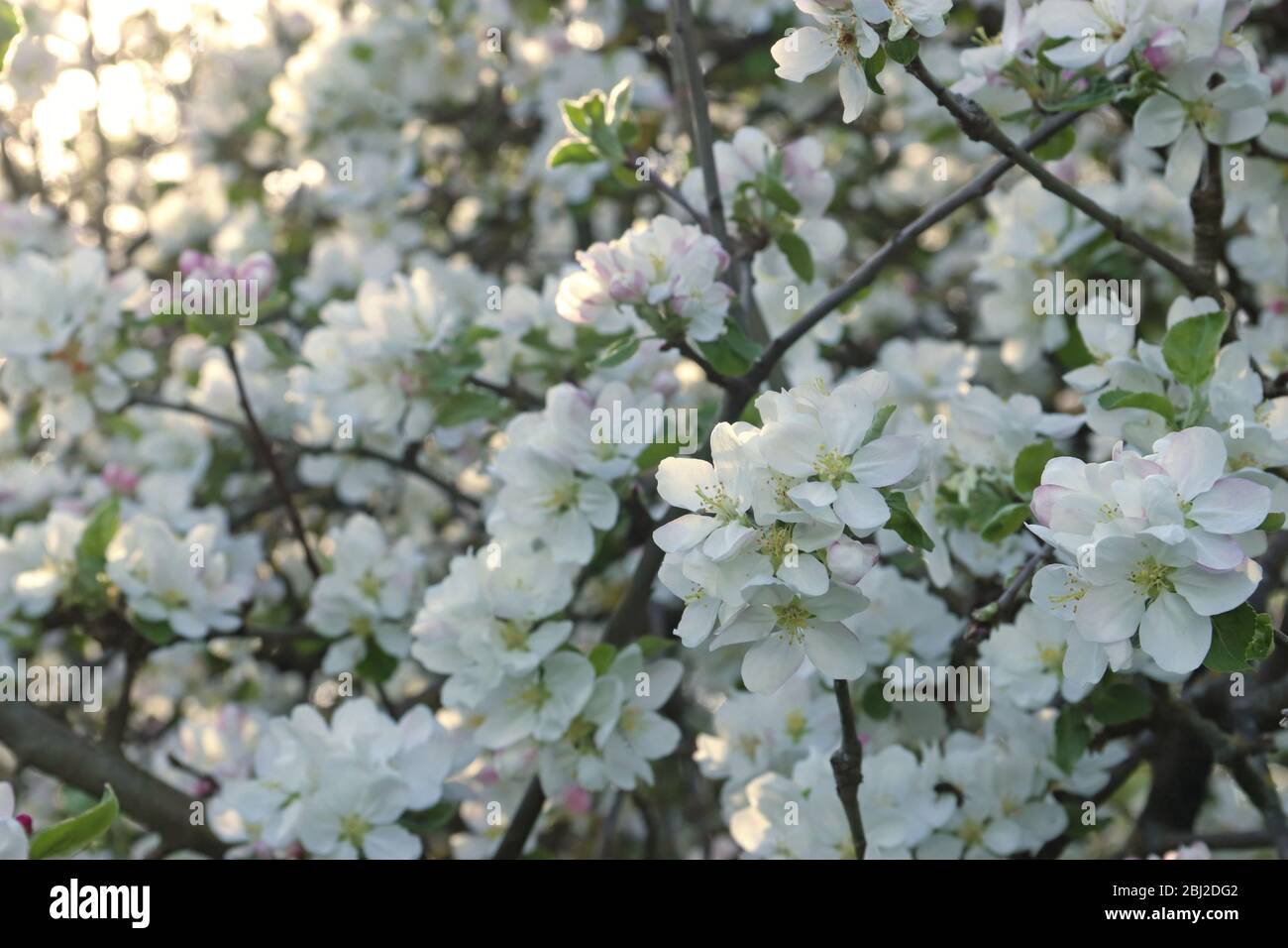 abundance of white and pink apple blossoms on a tree, back lit Stock Photo
