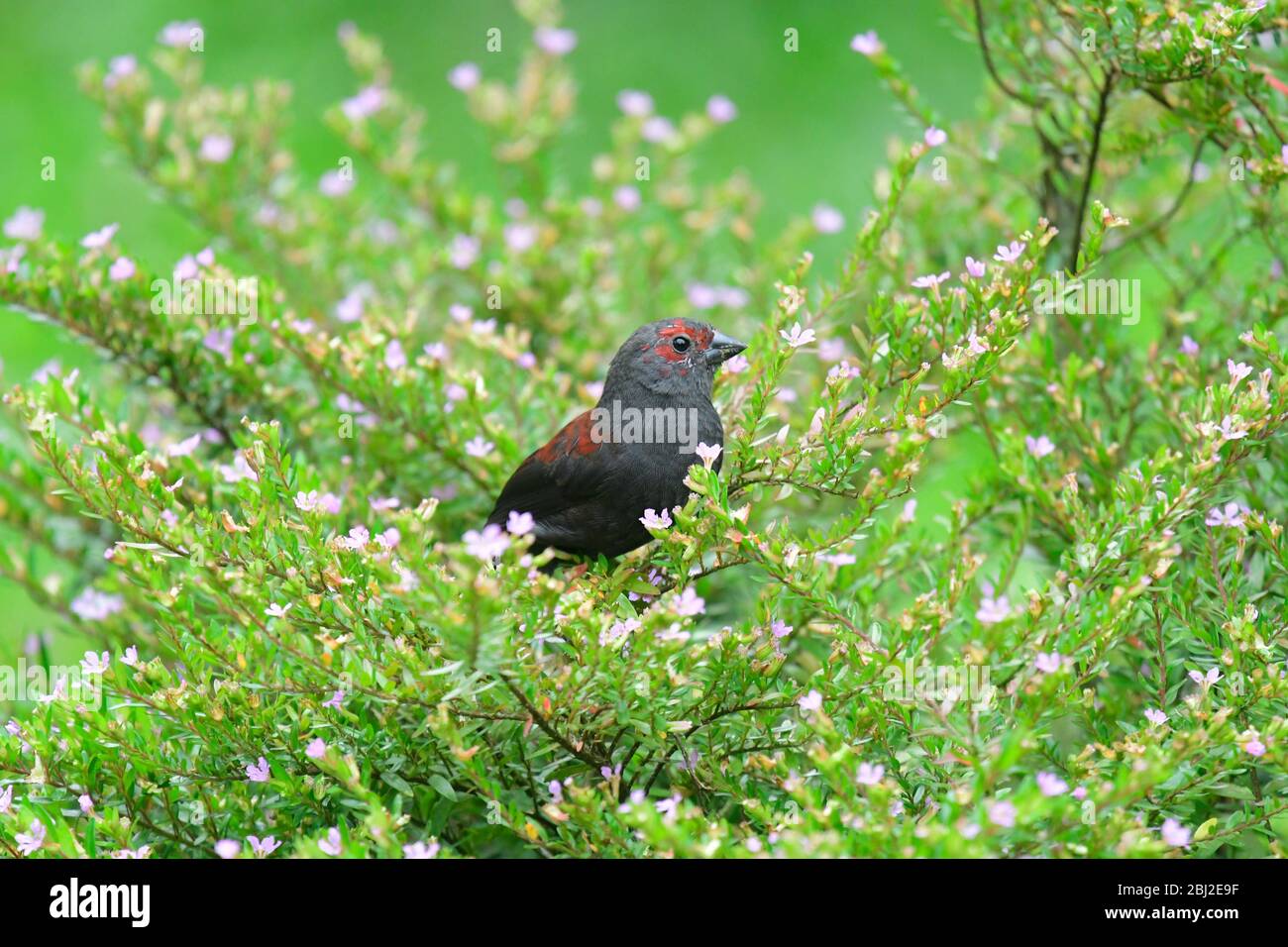 Natural life in Africa Stock Photo