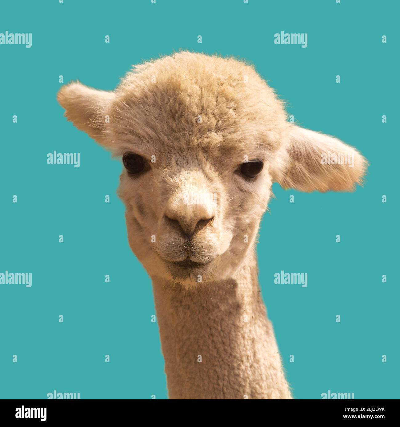 Alpaca background hi-res stock photography and images - Alamy