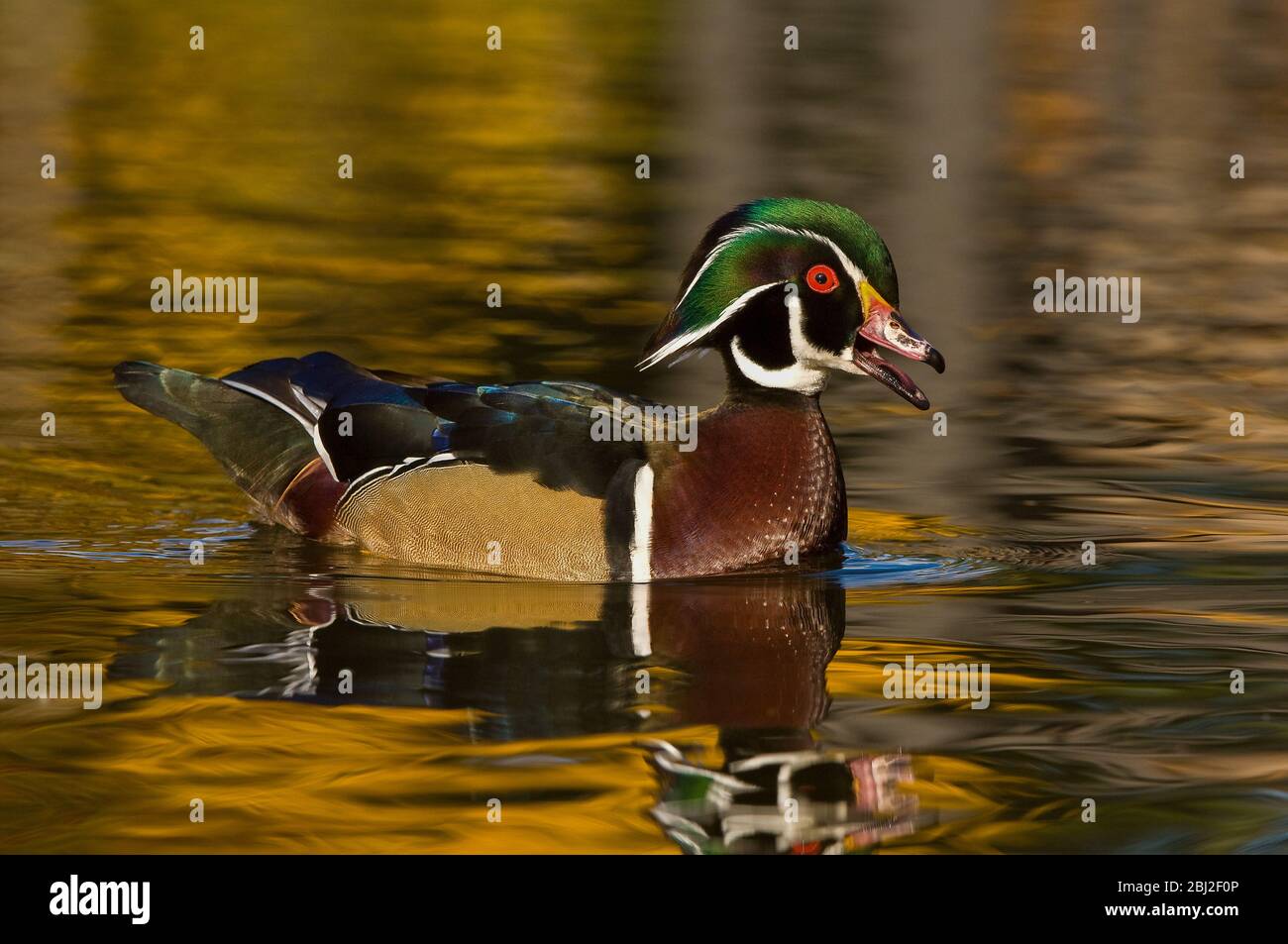 Colorful Wood Duck (Aix sponsa) portrait with reflection Stock Photo