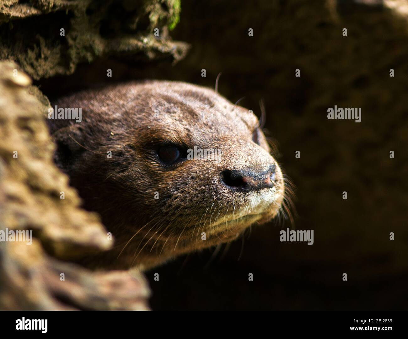 A Spotted-necked Otter peers out from the entrance from its holt. Though they were widespread these agile aquatic hunters have been persecuted for the Stock Photo