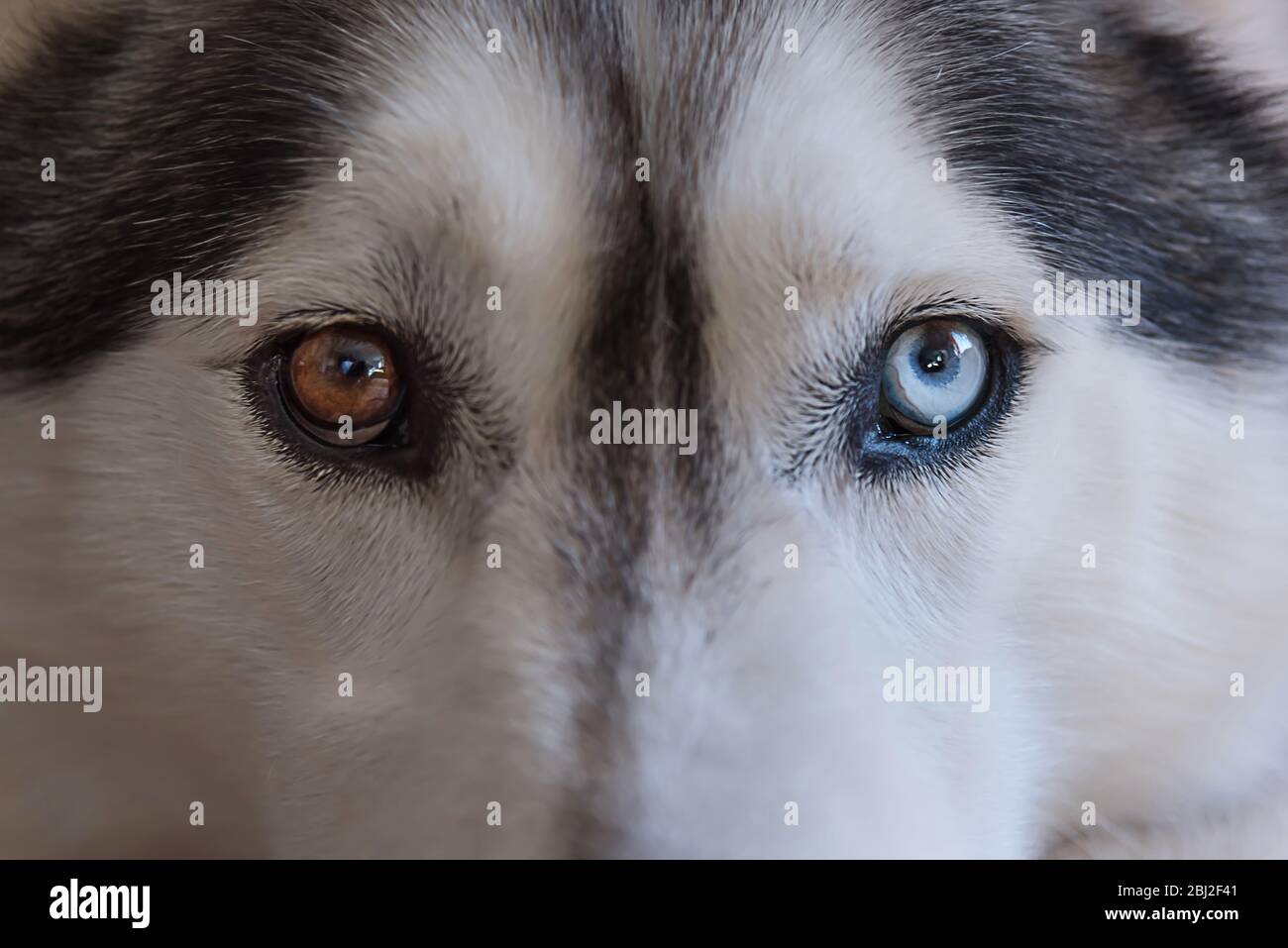 Husky looks directly at lens with piercing eyes. Stock Photo