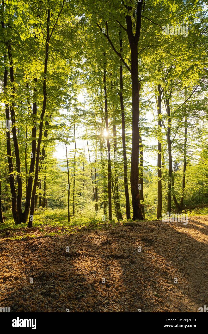Springtime forest with setting sun shining through. Nature, forestry, habitat, environment and sustainability concepts Stock Photo