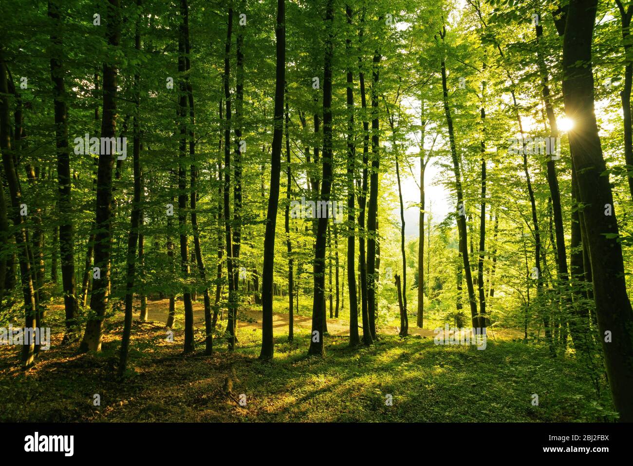 Springtime forest with setting sun shining through leaves and branches. Nature, forestry, habitat, environment and sustainability concepts Stock Photo