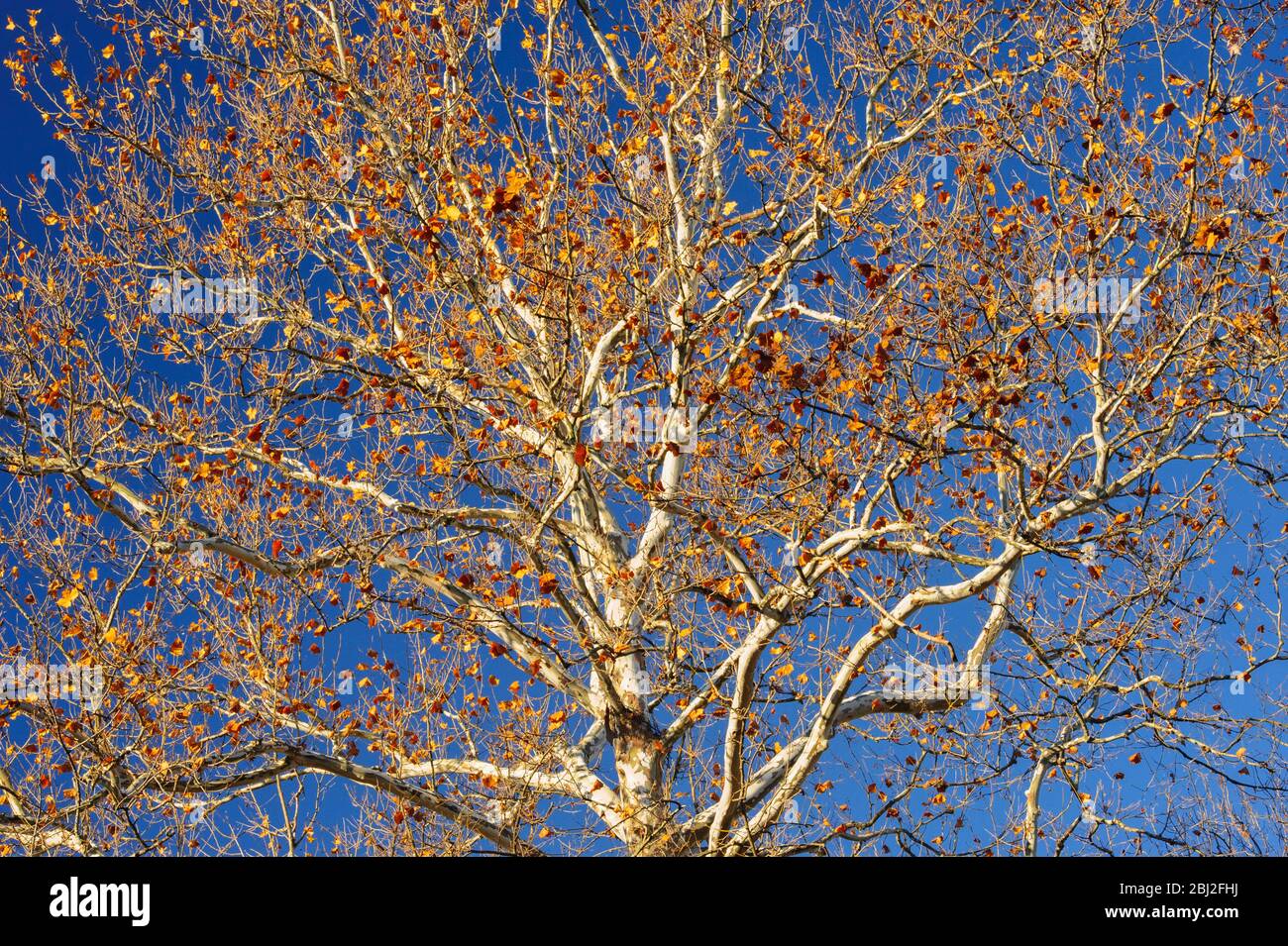 Sycamore branches (Platanus occidentalis) and clear blue sky, Sterling Heights, Michigan Stock Photo
