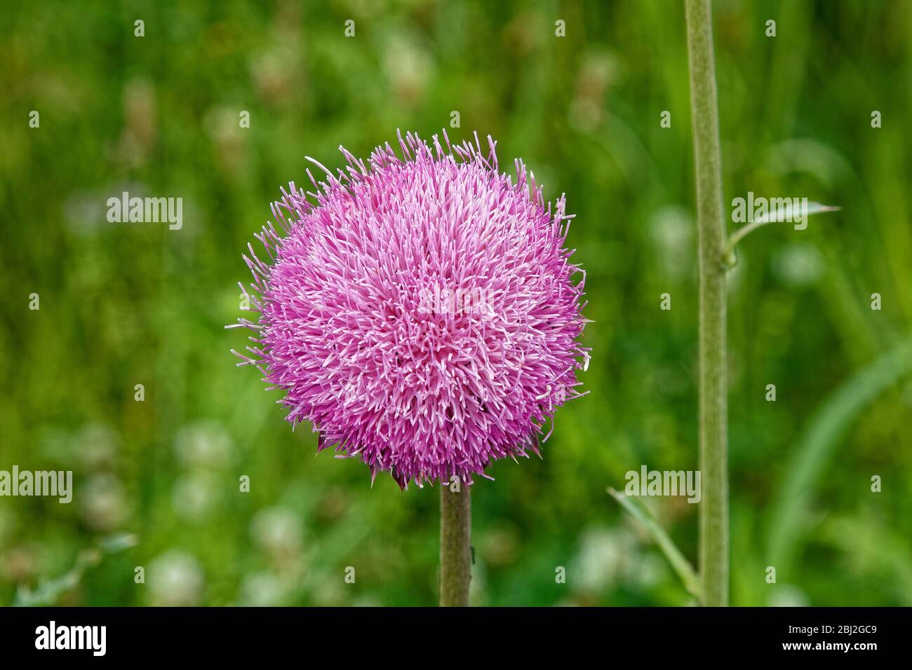 lavender wildflower, ball shape, Nodding Thistle, Musk Thistle, Cardus nutans, invasive weed, nature, Kentucky, KY, USA, spring Stock Photo