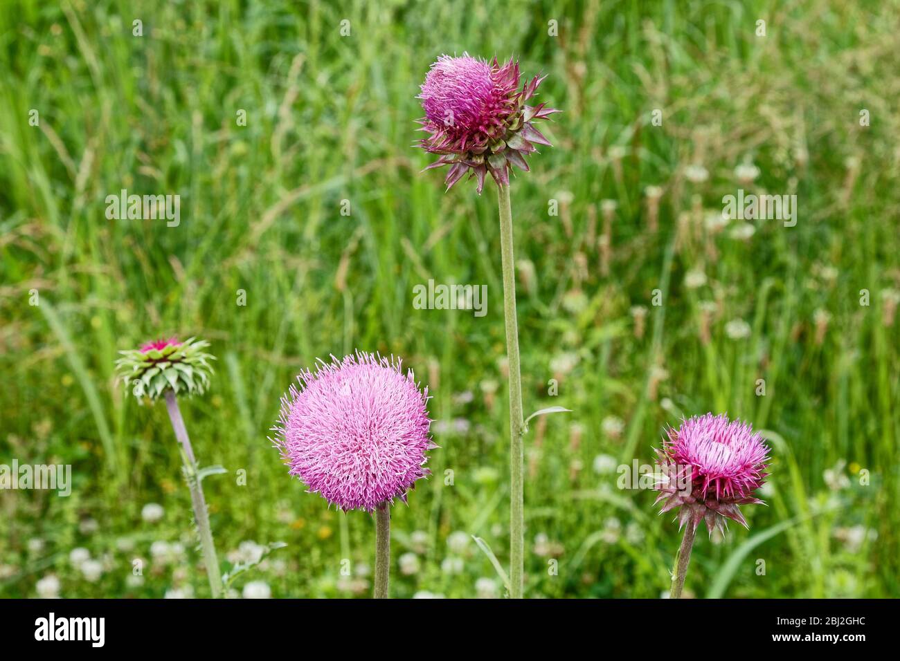 lavender wildflower, ball shape, Nodding Thistle, Musk Thistle, Bristle Thistle, Cardus nutans, invasive weed, noxious, nature, different stages, KY, Stock Photo