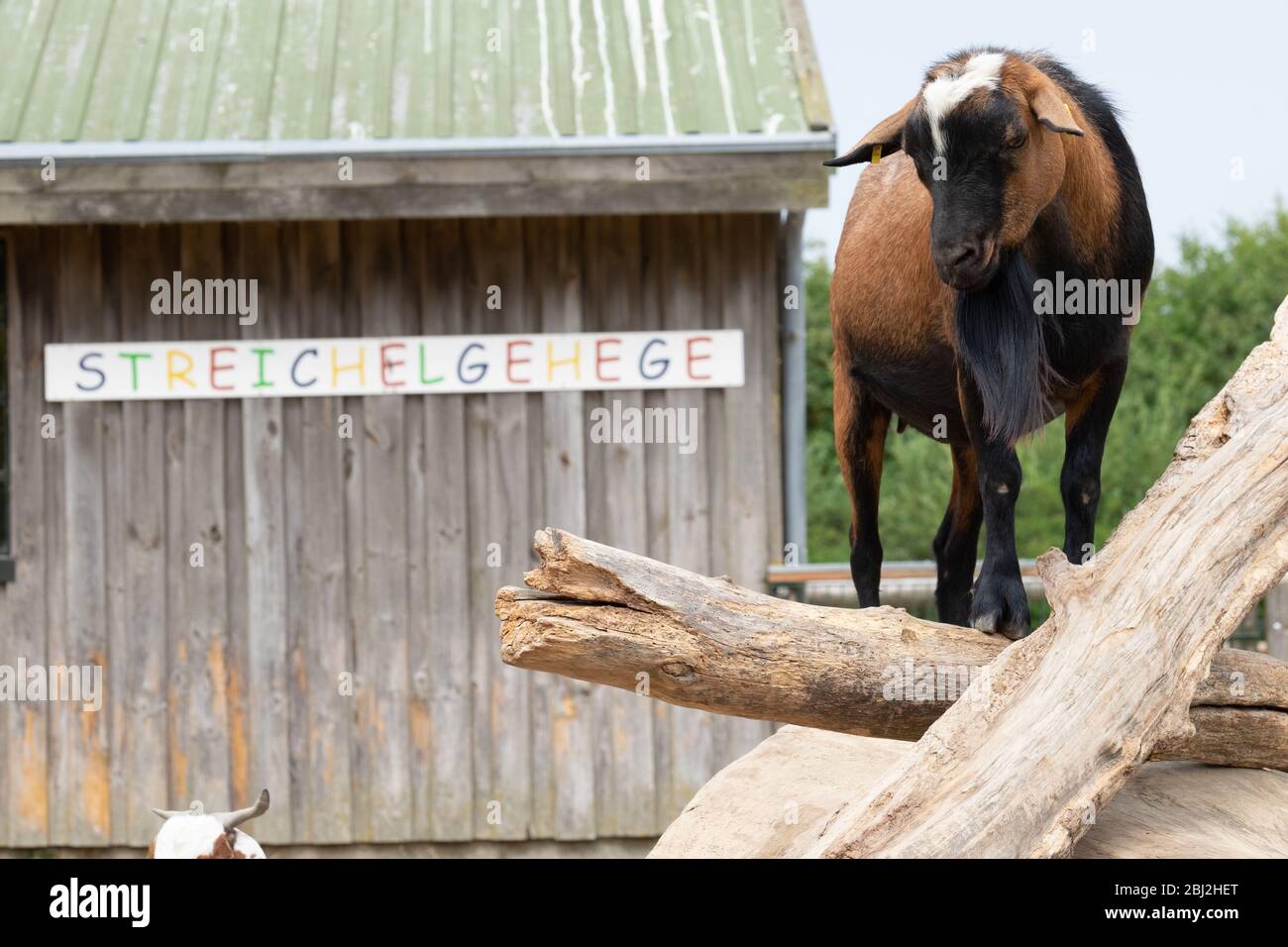 braune Ziege im Wildpark Stock Photo