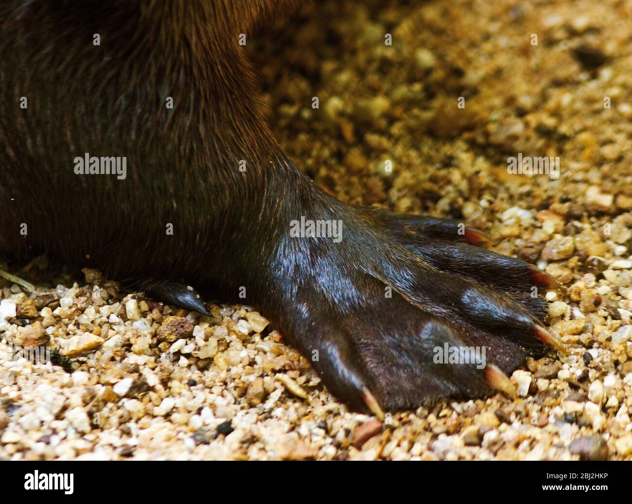A Spotted-neck Otter has both clawed and webbed front feet. Though they were widespread these agile aquatic hunters have been persecuted for their fur Stock Photo