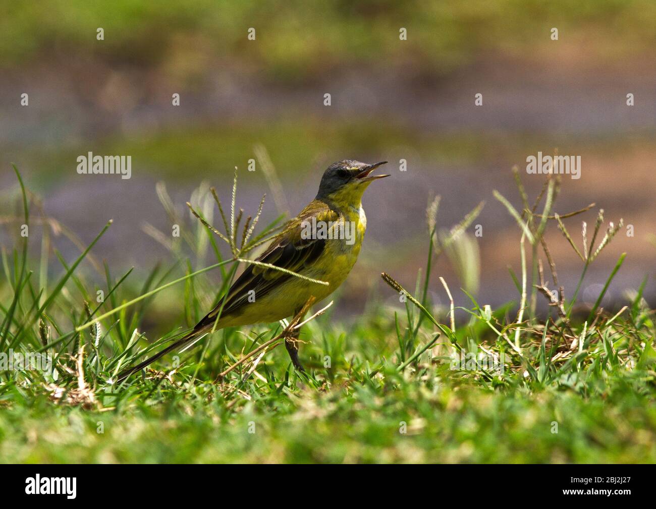 A common migrant to East africa the Yellow Wagtail shows a great ...