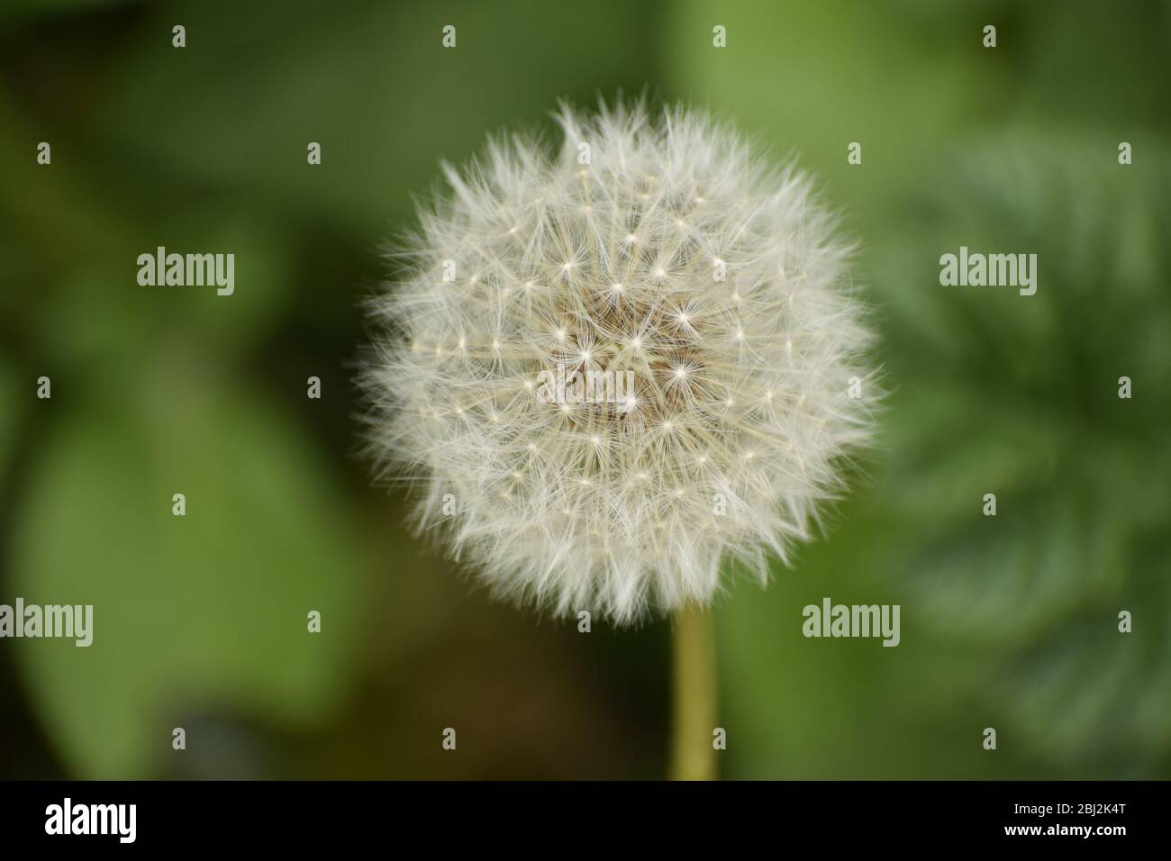 Close-up of a Dandelion seedhead in spring Stock Photo
