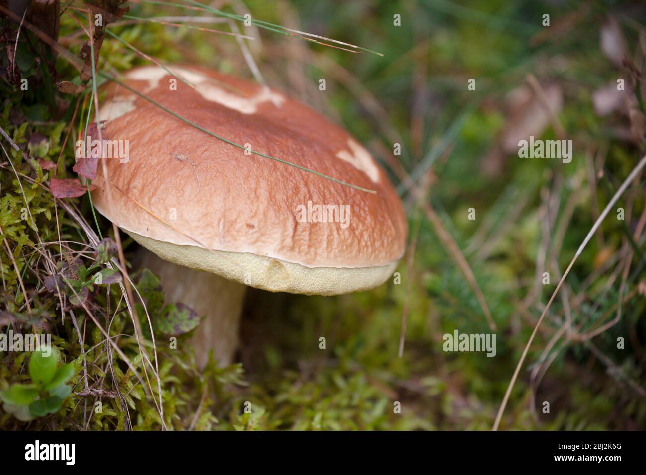 Boletus Edulis grown up inside a forest in Dolomites (Italy) Stock Photo