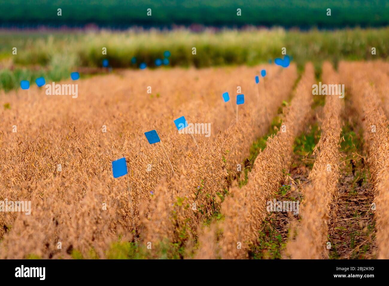 Soy Production Brazil High Resolution Stock Photography and Images - Alamy