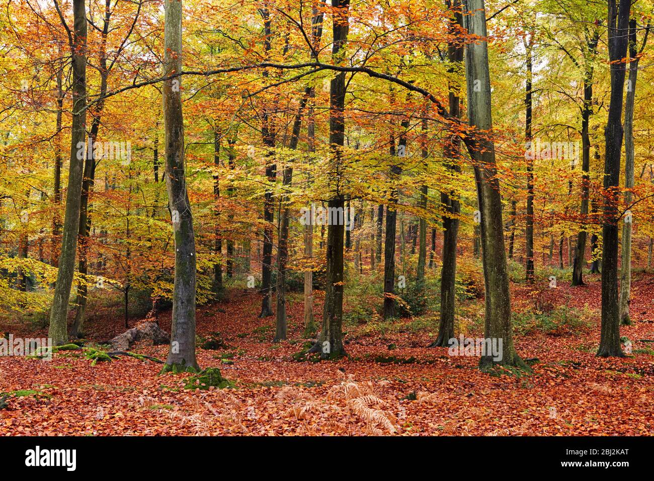 Autumn woodland Stock Photo