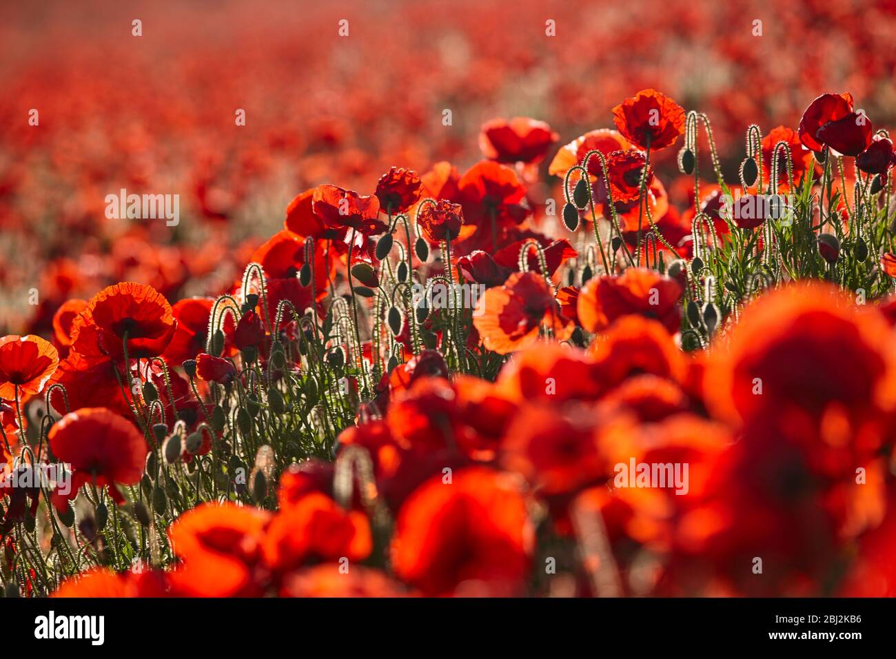 Field Poppies in abundance growing on the South Downs National Park Stock Photo