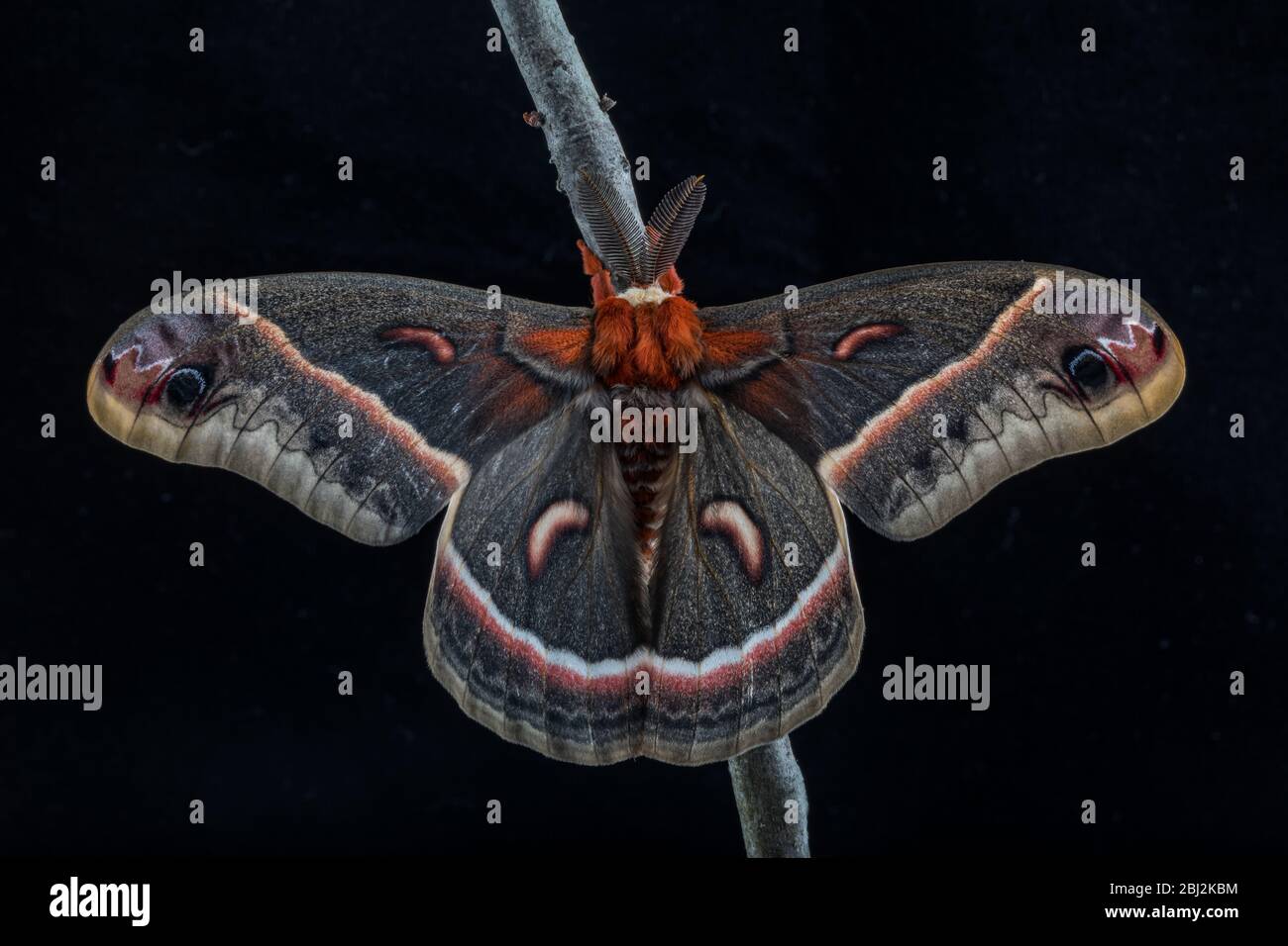 Cecropia Moth, Hyalophora cecropia, on a Black Background Stock Photo