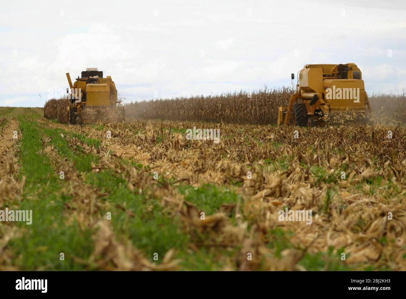 harvester in corn plantation in Brazilian agribusiness Stock Photo