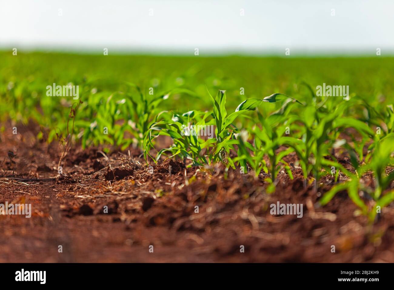 initial phase of corn planting in Brazilian agribusiness Stock Photo