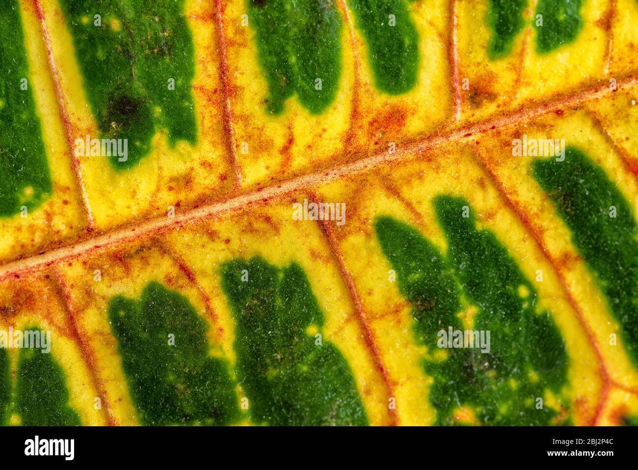 Tree leaf pattern hi-res stock photography and images - Alamy