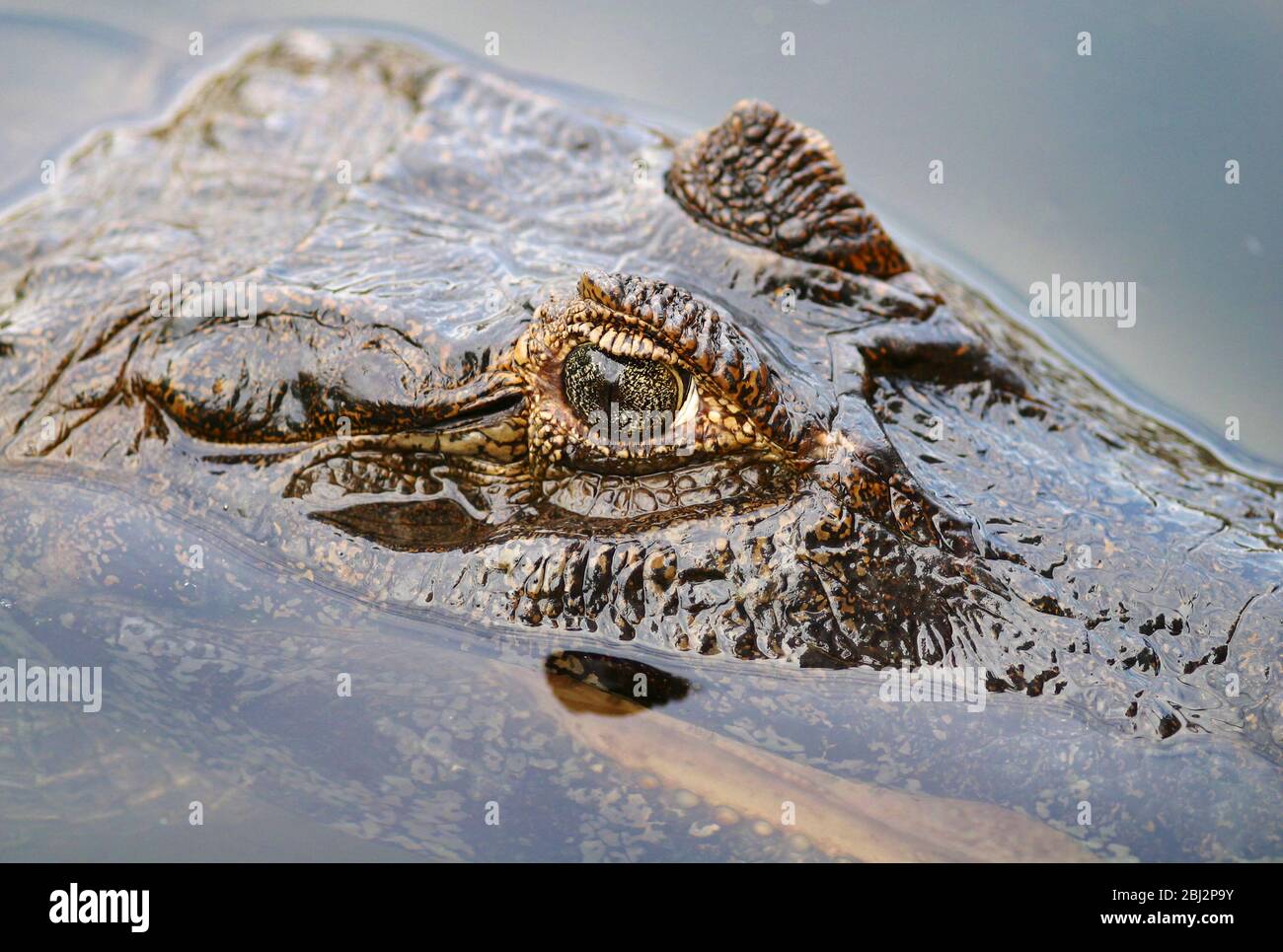 Nature and wildlife of Mato Grosso do Sul Pantanal, alligator Stock Photo