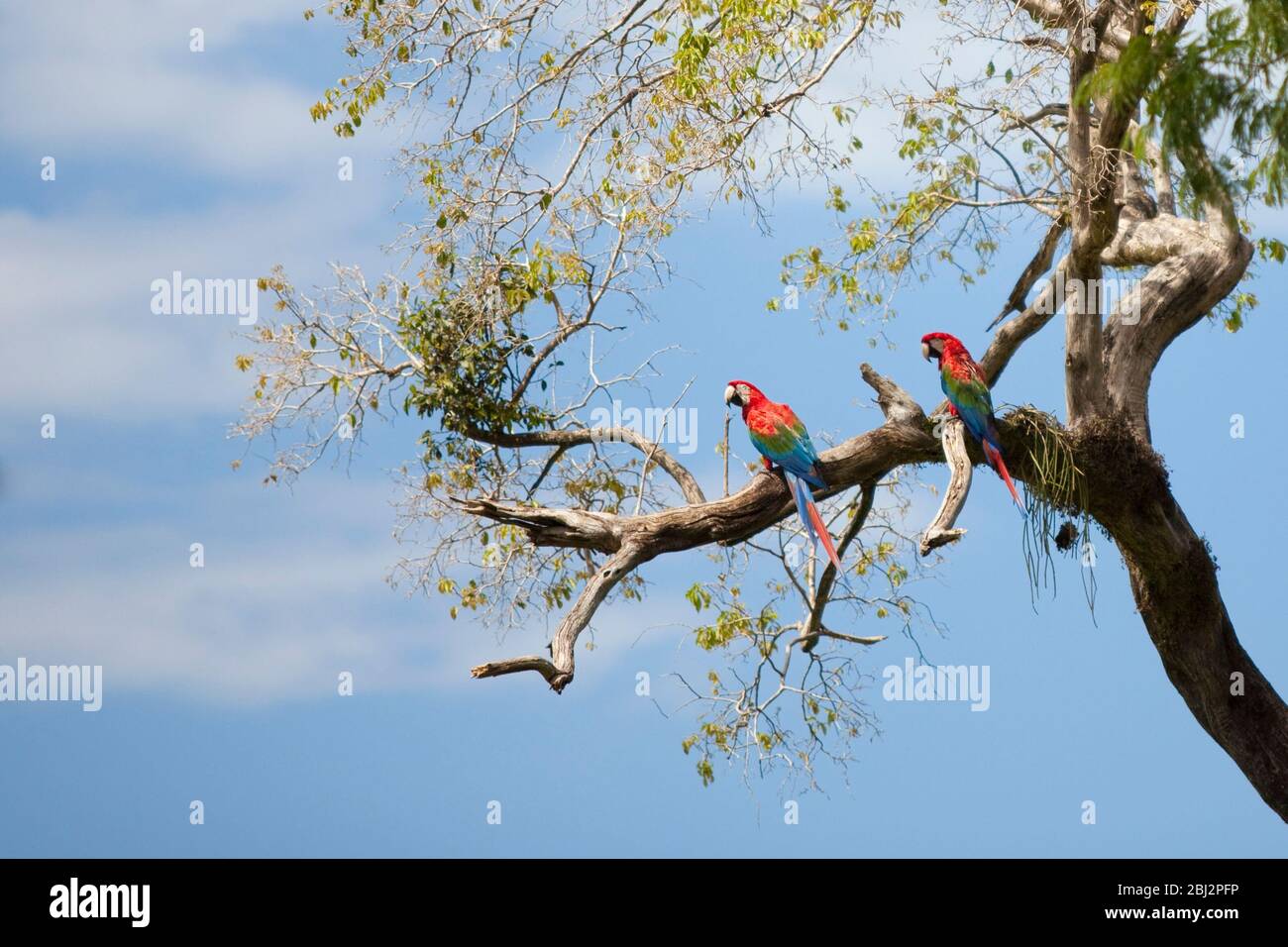 Nature and wildlife of Mato Grosso do Sul, Pantanal, Brazil Stock Photo