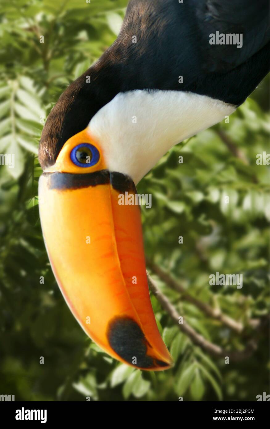 Toucan in the wild nature of the Pantanal of Mato Grosso do Sul Stock Photo