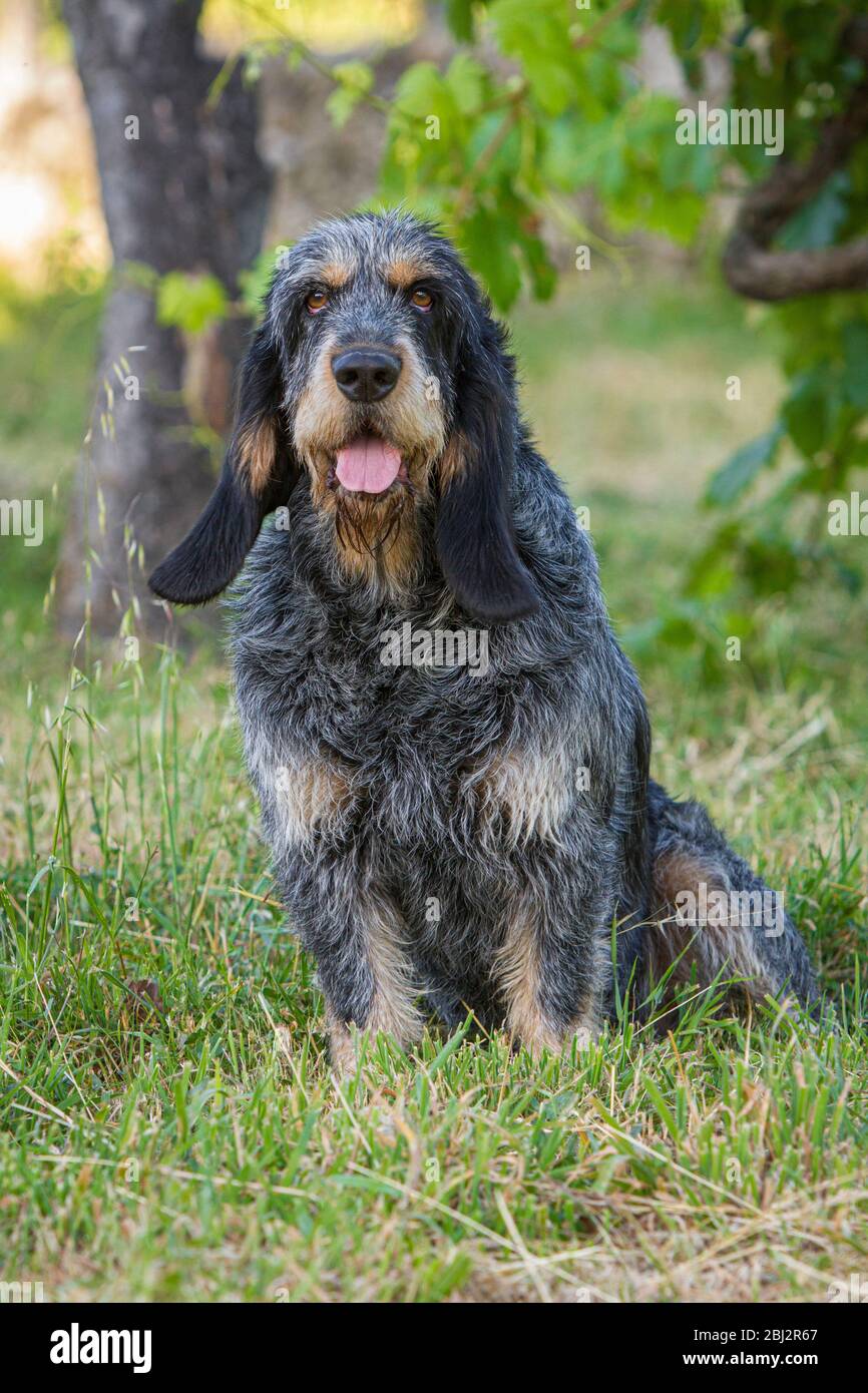 Spanish hotsell griffon dog