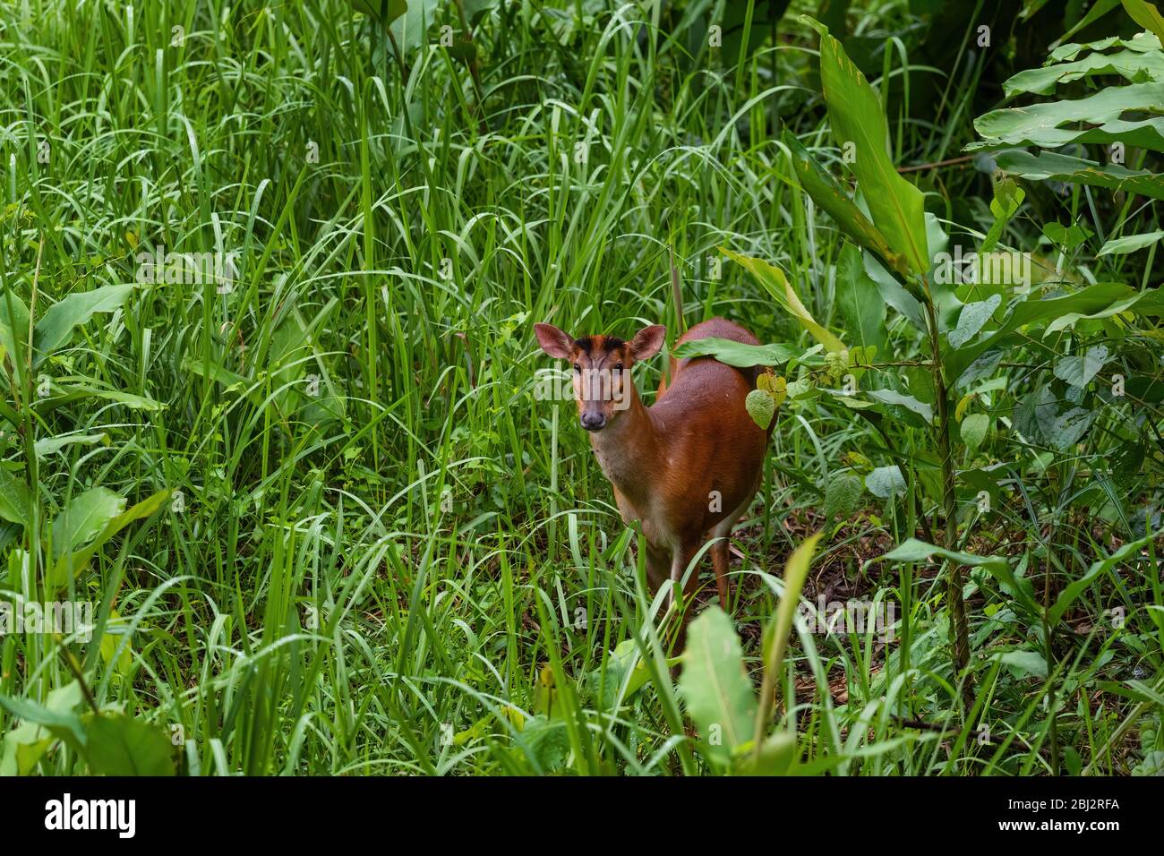 Southern Red Muntjac - Muntiacus muntjak, beatiful small forest deer from Southeast Asian forests and woodlands, Mutiara Taman Negara, Malaysia. Stock Photo