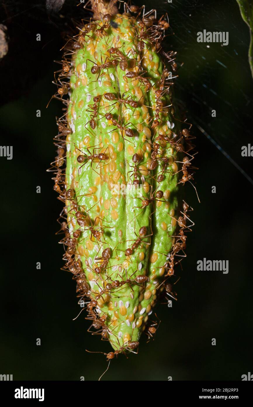 Ants on Cacao Fruit, Formicidae, Kimbe Bay, New Britain, Papua New Guinea Stock Photo