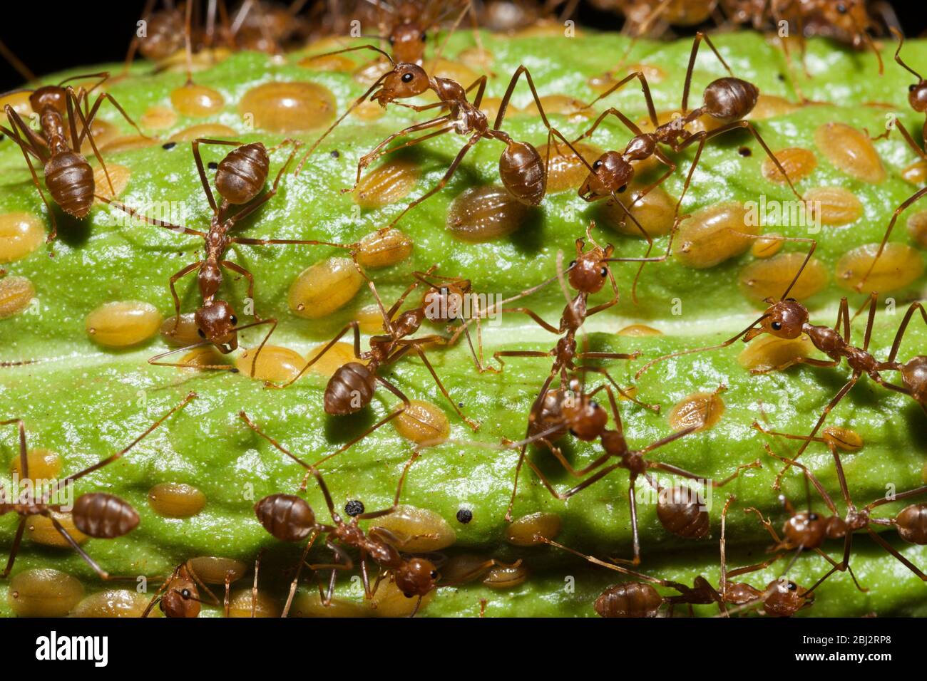 Ants on Cacao Fruit, Formicidae, Kimbe Bay, New Britain, Papua New