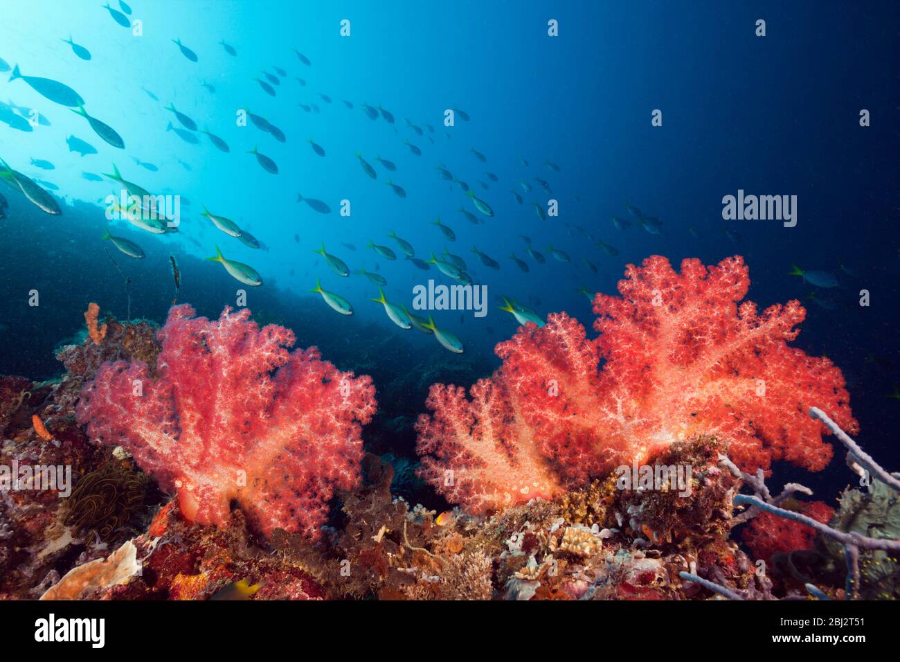 Soft Corals in Coral Reef, Dendronephthya, Kimbe Bay, New Britain