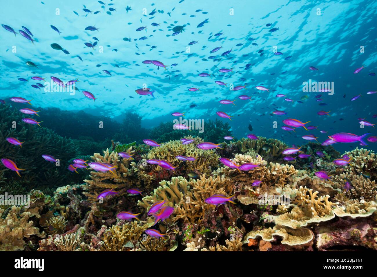 Purple Anthias over Coral Reef, Pseudanthias tuka, Kimbe Bay, New Britain, Papua New Guinea Stock Photo