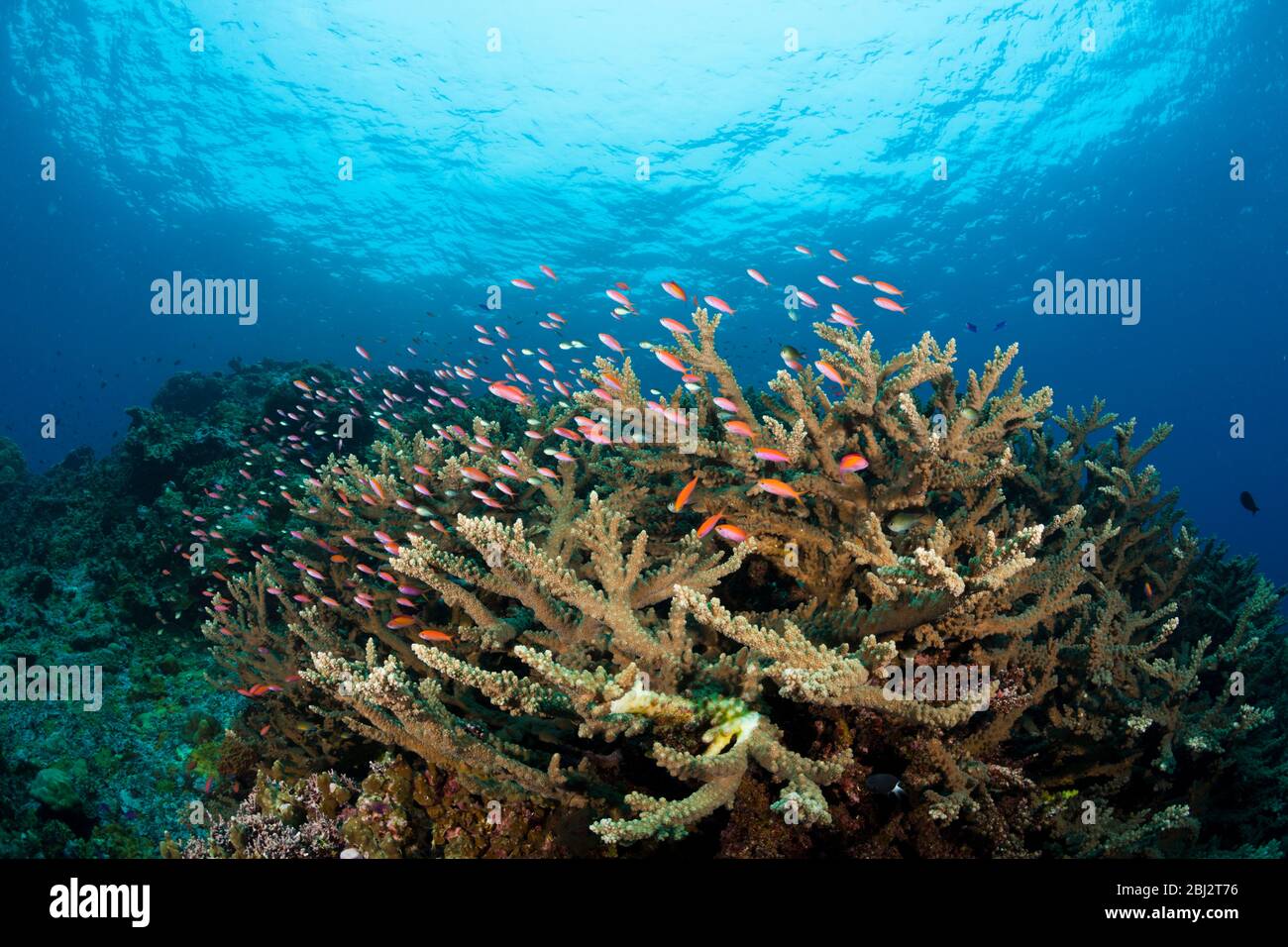 Pacific Anthias over Coral Reef, Pseudanthias cheirospilos, Kimbe Bay, New Britain, Papua New Guinea Stock Photo