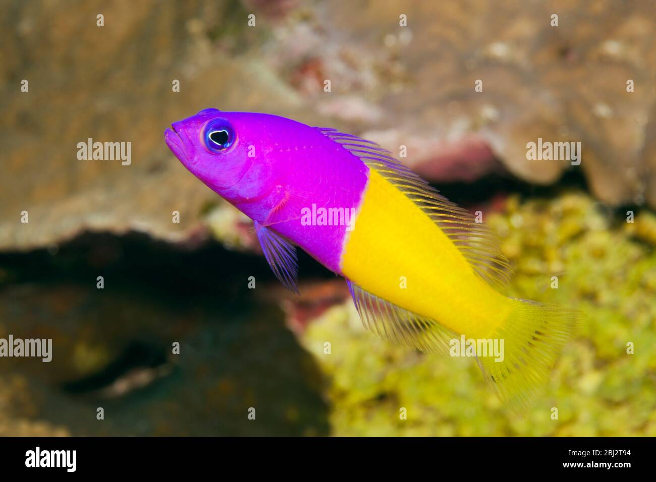 Two-colour Dottyback, Pseudochromis paccagnellae, Kimbe Bay, New Britain, Papua New Guinea Stock Photo