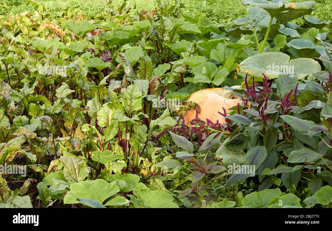 Garden at harvesting time: pumpkin on bed around growing beet root and amaranth, background for your design, copy space, grow your own and organic agr Stock Photo