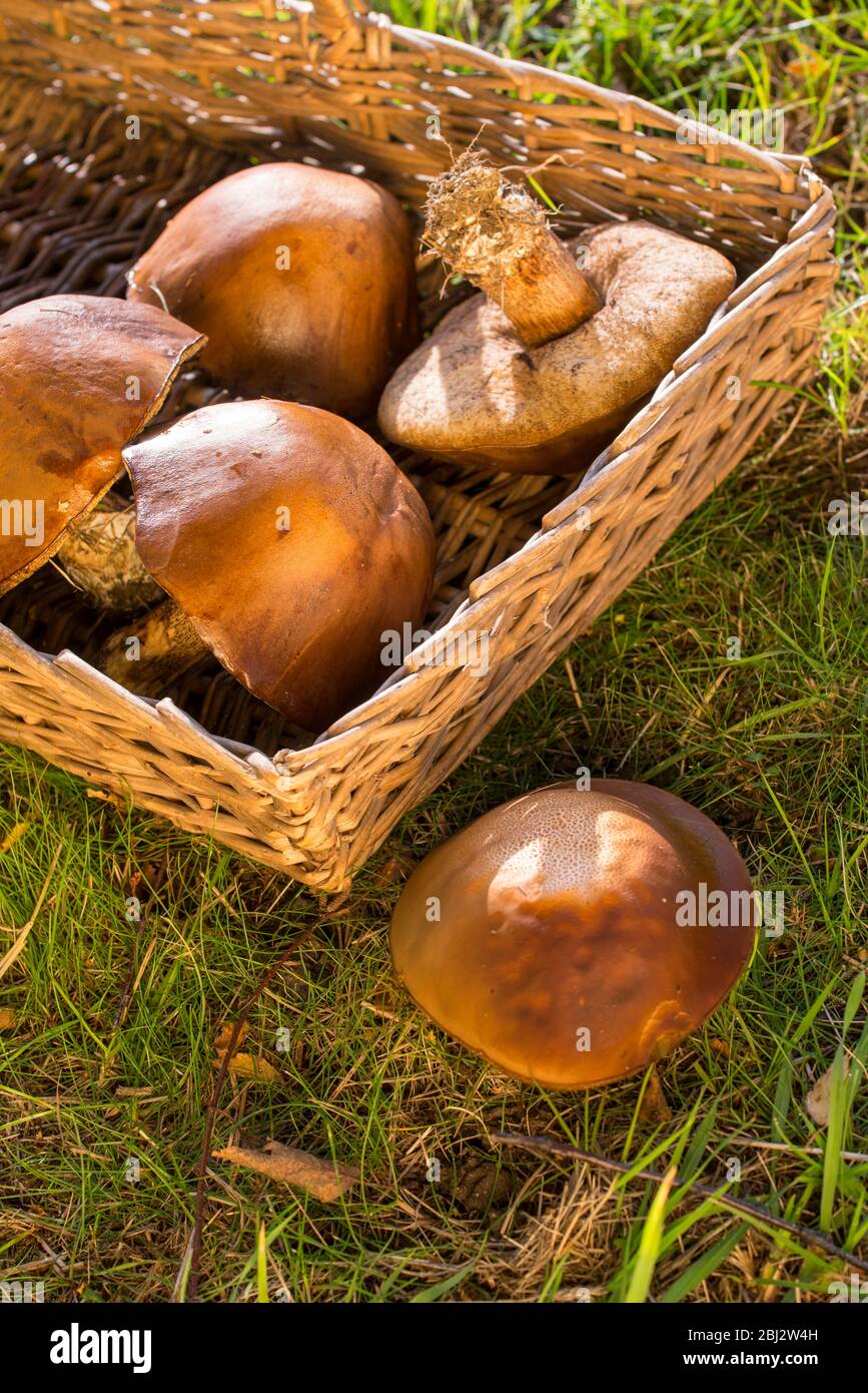 Collecting ceps, 'penny bun' edible fungi. Stock Photo