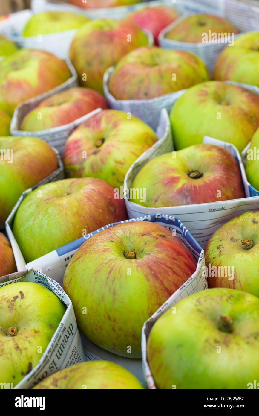 Bramley cooking apples wraped in newspaper for protection. Stock Photo